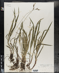 Carex pubescens image