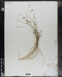 Carex novae-angliae image