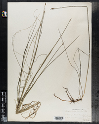 Schoenoplectus subterminalis image