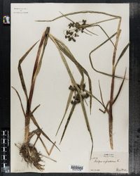 Scirpus expansus image