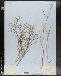 Juncus pelocarpus image