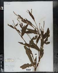 Polygonum punctatum var. punctatum image