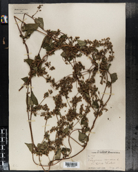 Polygonum scandens image