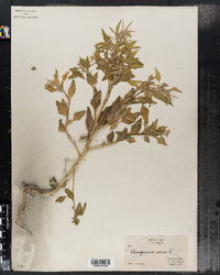 Chenopodium album image