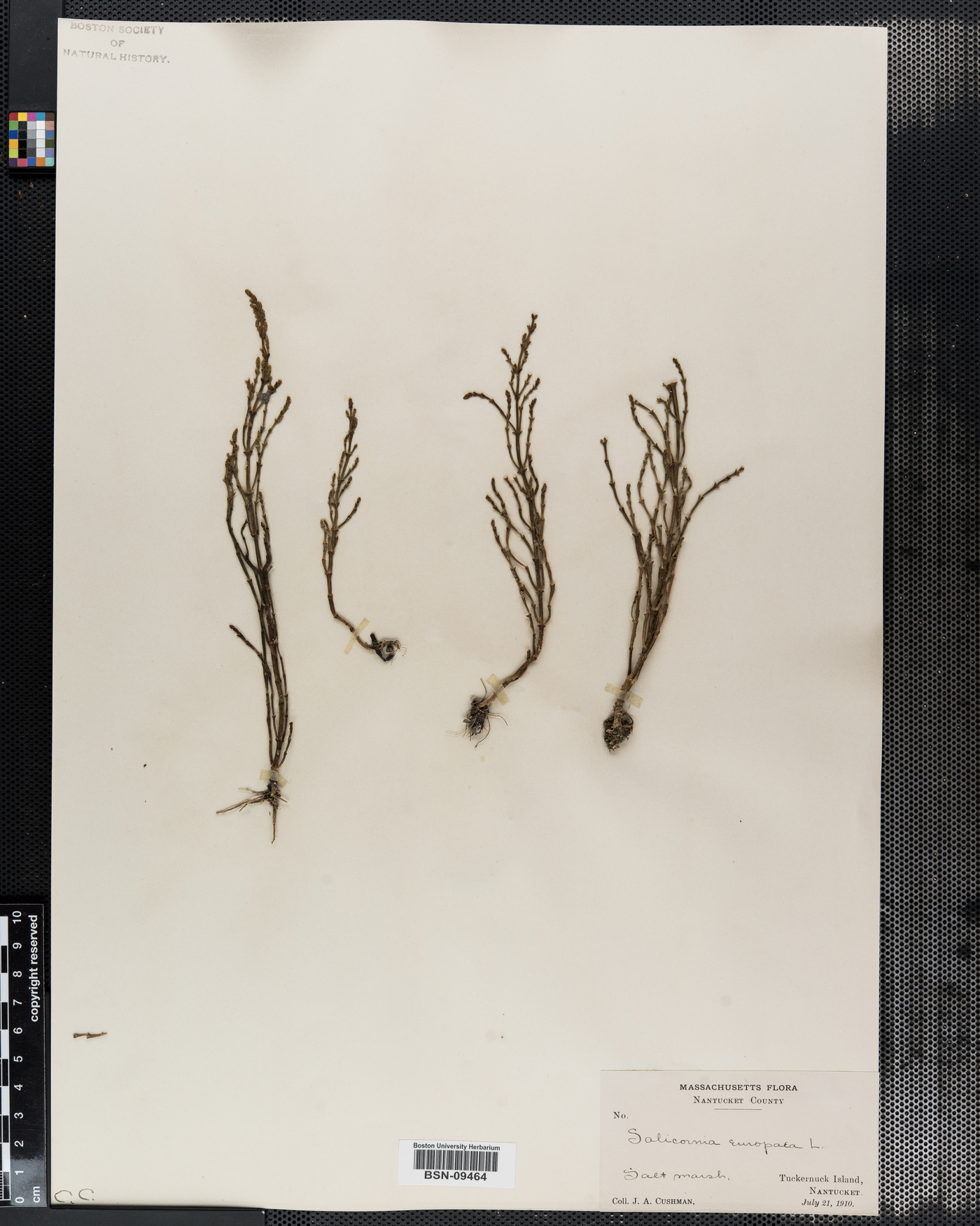 Salicornia europea image
