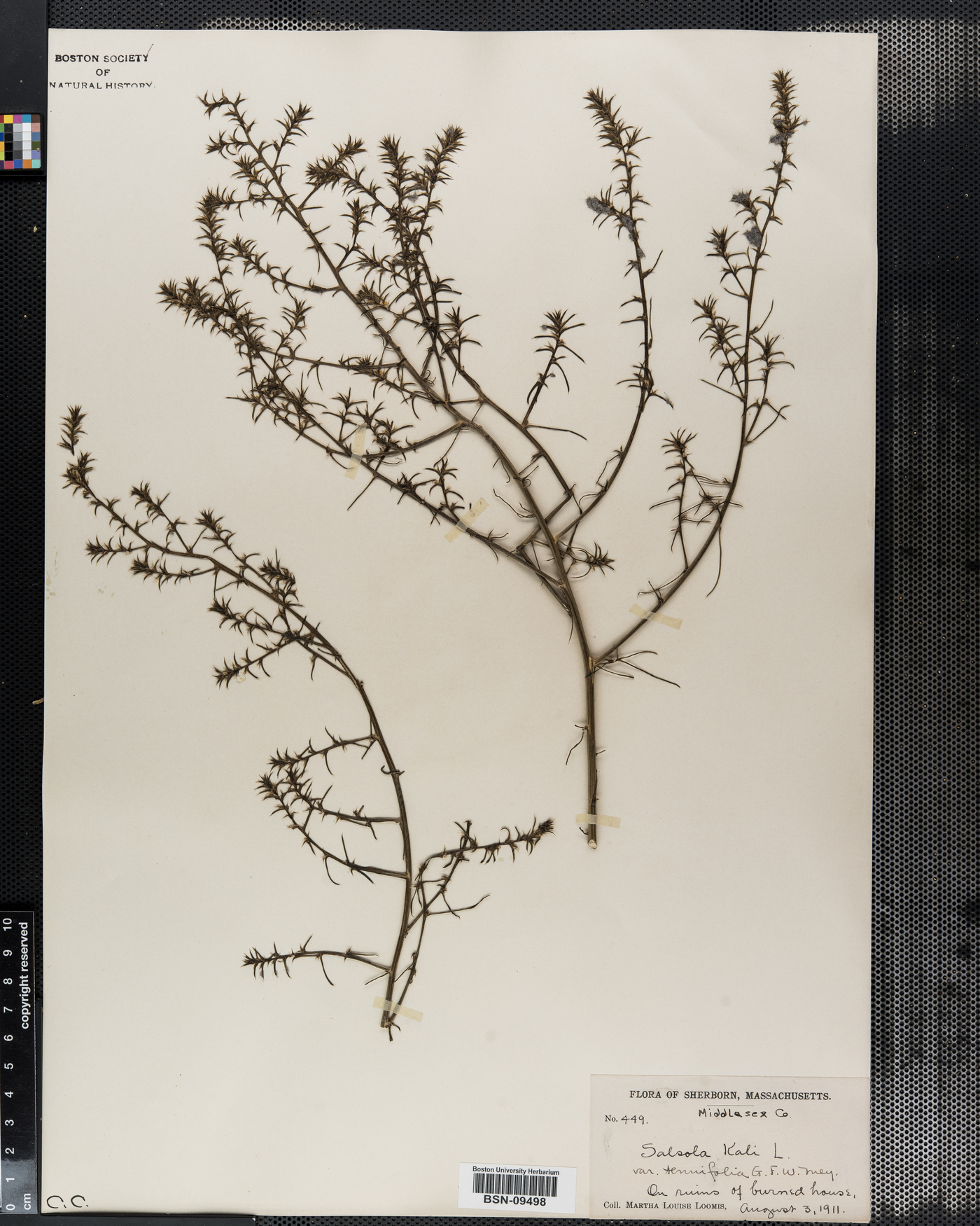 Salsola kali var. tenuifolia image