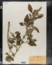 Amaranthus retroflexus image