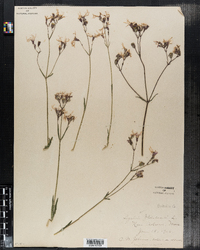 Lychnis flos-cuculi image