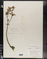 Silene vulgaris image