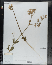 Silene latifolia image