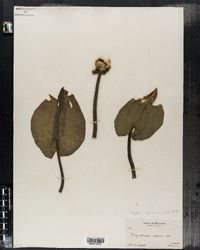 Nuphar lutea ssp. advena image
