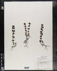 Glechoma hederacea var. micrantha image