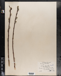 Salix discolor image