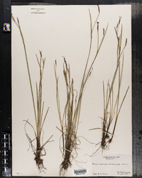 Sisyrinchium fuscatum image