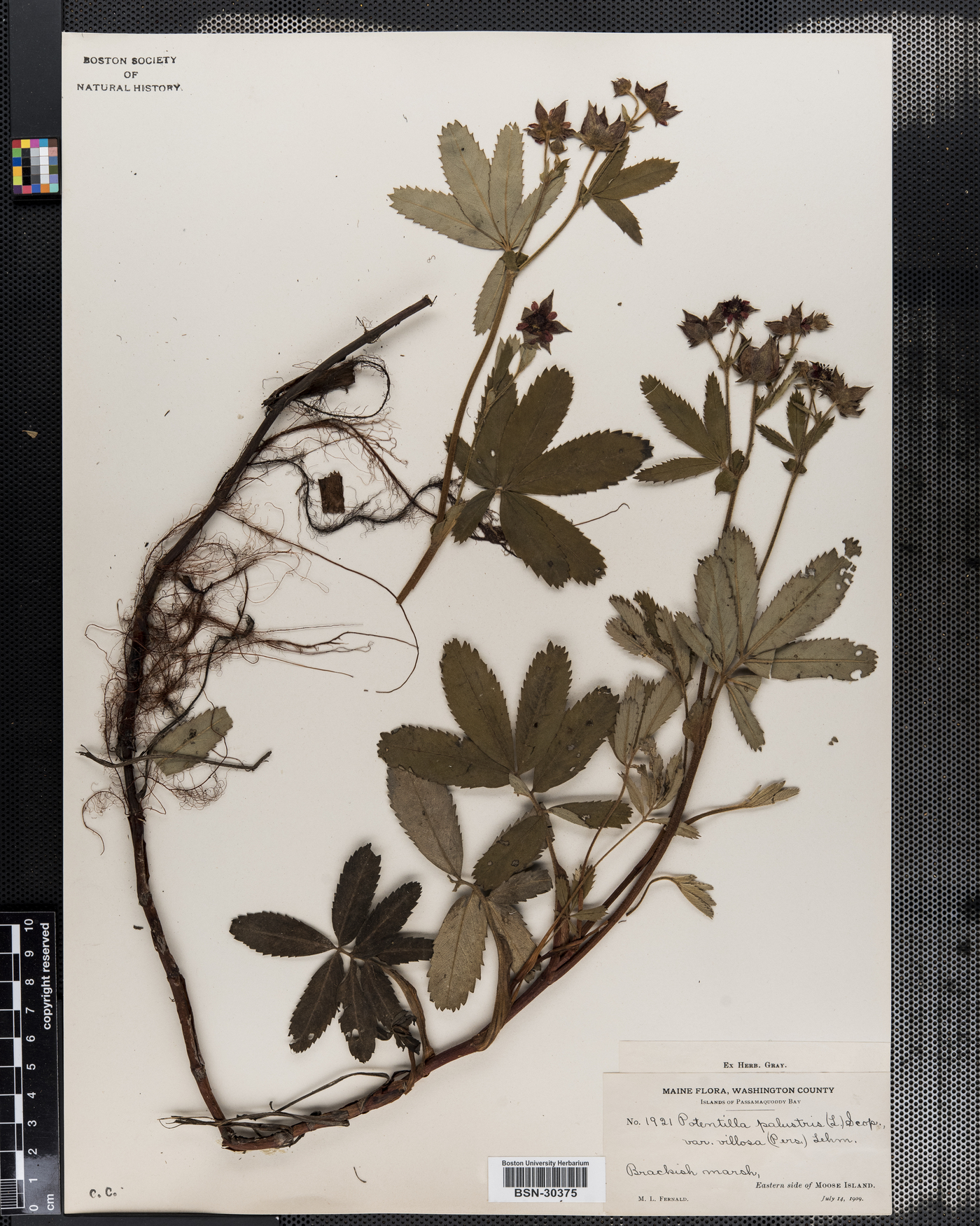 Potentilla villosa var. parviflora image