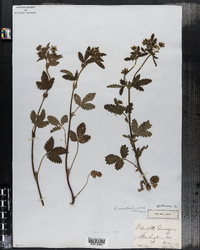 Potentilla norvegica ssp. monspeliensis image