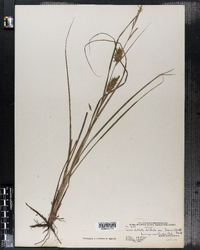 Carex bullata image