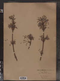 Acer saccharum image