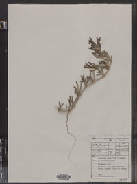 Image of Malephora lutea