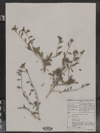 Image of Limeum aethiopicum