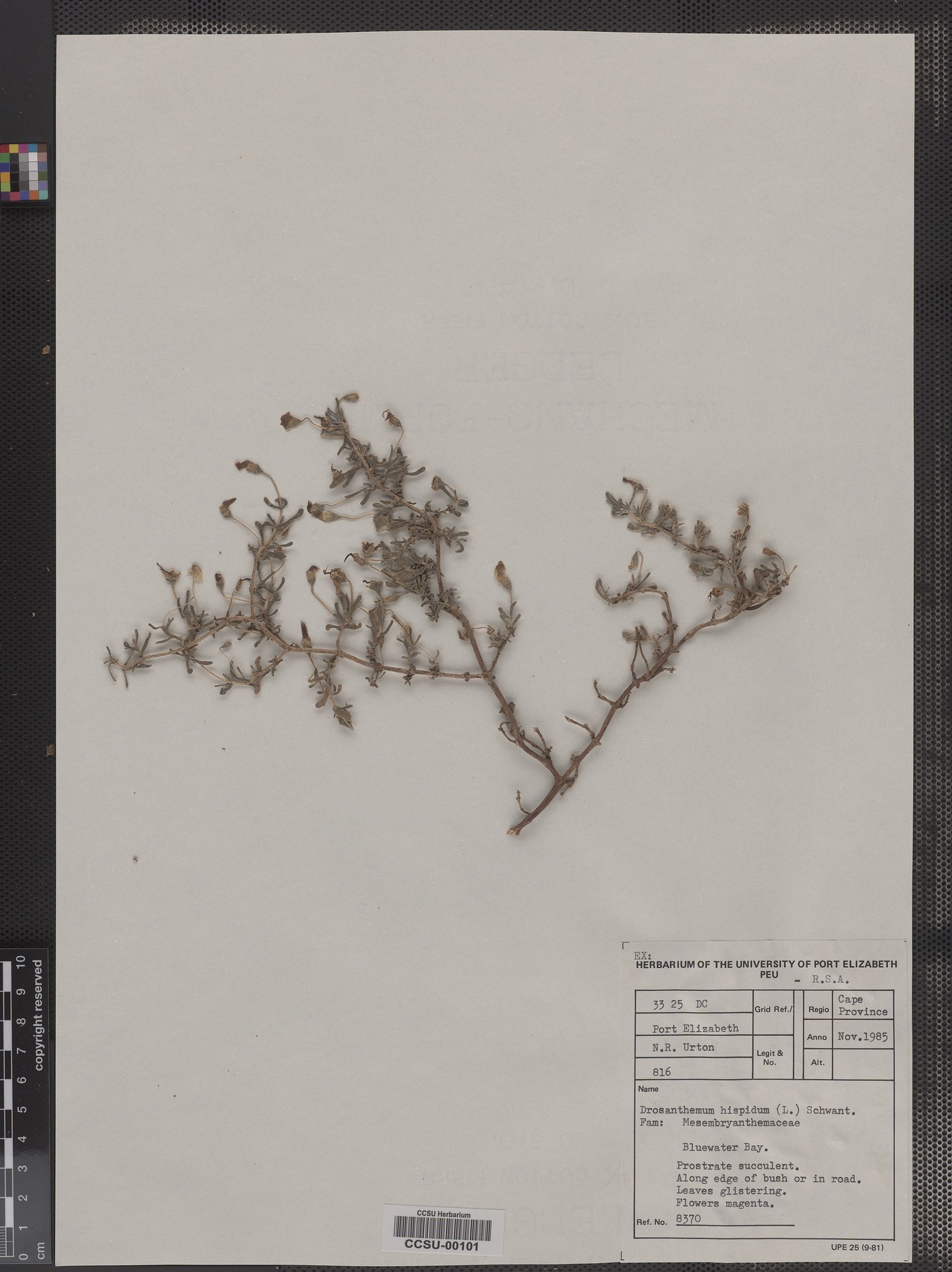 Drosanthemum hispidum image