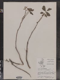Image of Toxicodendron pubescens