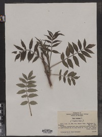 Rhus typhina image