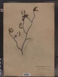 Ostrya virginica image