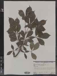 Image of Adansonia digitata