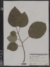 Image of Cordia africana