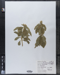 Pachysandra terminalis image