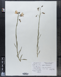 Campanula rotundifolia image