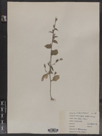 Lobelia inflata image