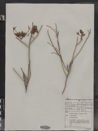 Image of Cadaba aphylla