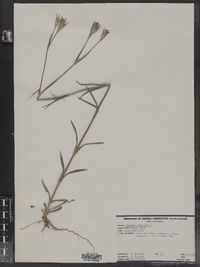 Dianthus deltoides image