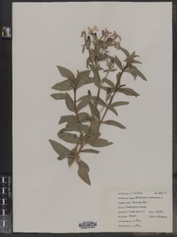 Saponaria officinalis image