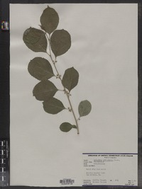 Celastrus orbiculatus image