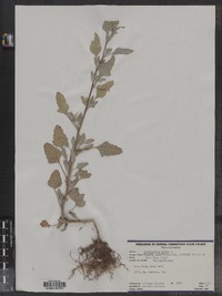 Chenopodium album image