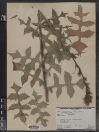 Lactuca biennis image