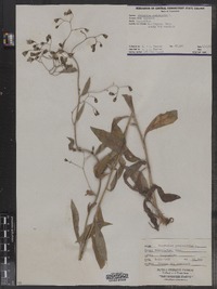 Hieracium paniculatum image