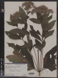 Eupatoriadelphus maculatus var. maculatus image