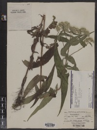 Eupatorium perfoliatum image