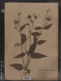 Helianthus strumosus image