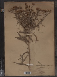 Image of Solidago lancifolia