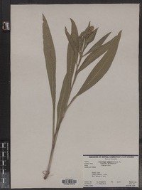 Solidago sempervirens image