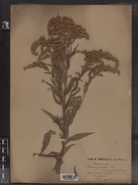 Solidago gigantea image