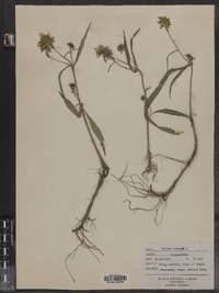 Bidens cernua image