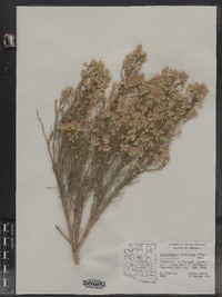 Image of Ericameria paniculata