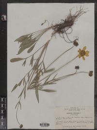 Coreopsis lanceolata image