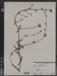 Cichorium intybus image